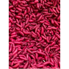 Bordo kāpuri  40g