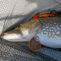 Daiwa Prorex Lazy Shad 20cm 85g